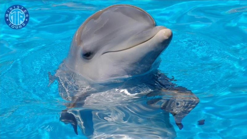 Delfin park i Tyrkiet