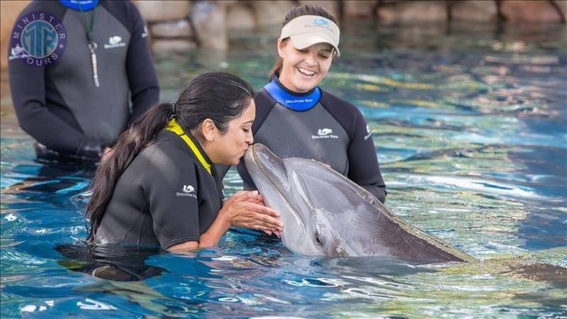 Titreyengol delfin schwimmen4