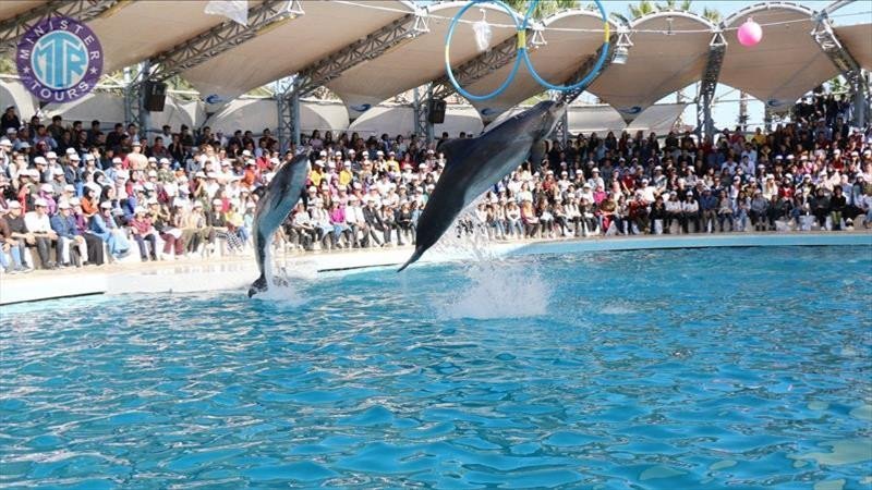 Side dolphin show3