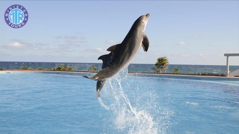 Side dolphin show4