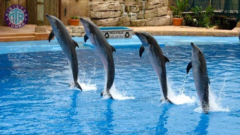 Delfinarium Titreyengol6