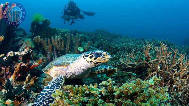 Diving in Bodrum8