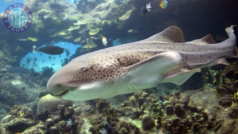 Aquarium in Istanbul10