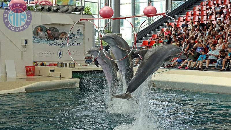 Swimming with dolphins in Bodrum4