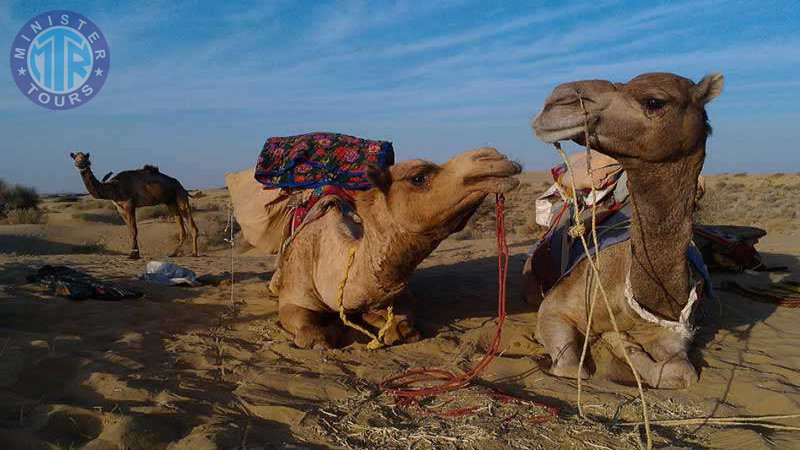 Camel Safari in Cappadocia1