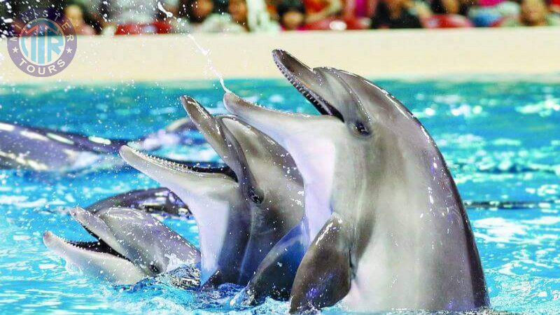 Dolphinarium in Istanbul0