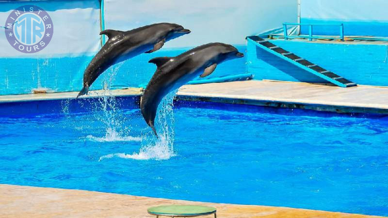 Dolphinarium in Istanbul1