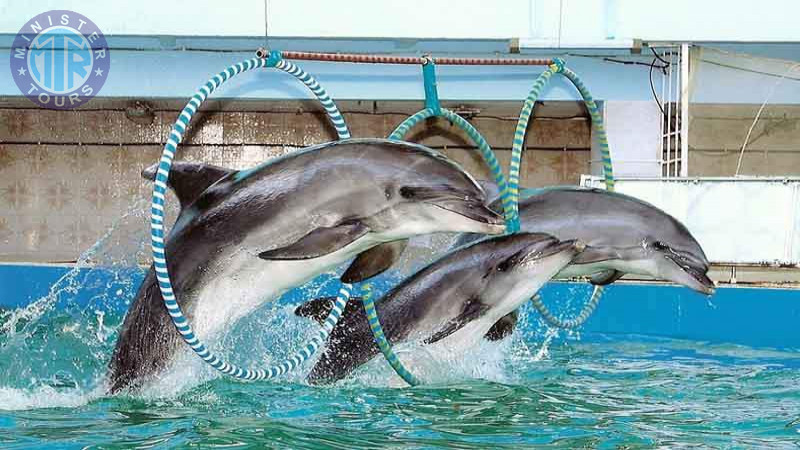 Dolphinarium in Istanbul2