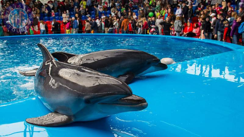 Dolphinarium in Istanbul3