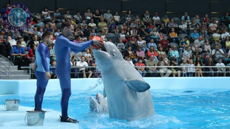 Dolphinarium in Istanbul4