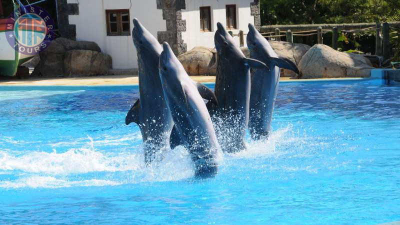 Dolphinarium in Istanbul5