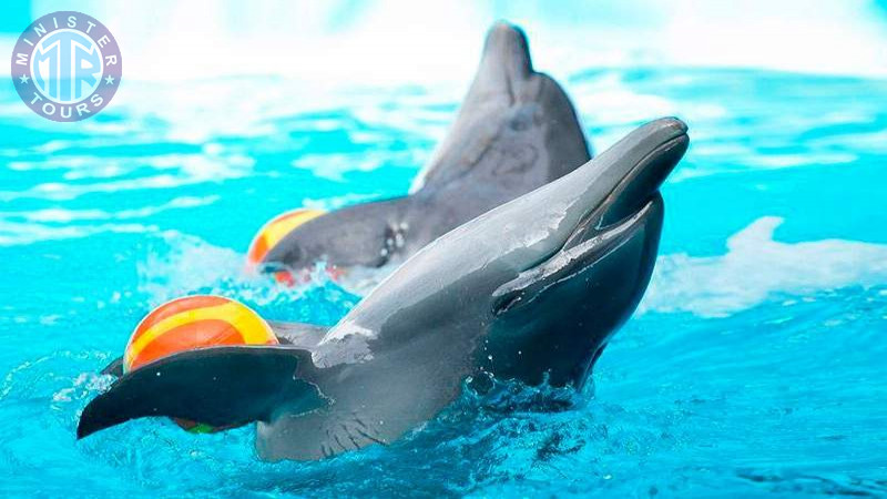 Dolphinarium in Istanbul6