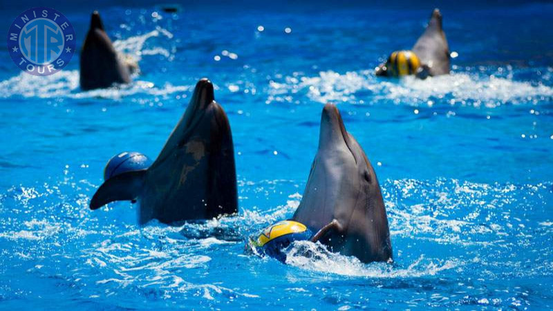 Dolphinarium in Istanbul8