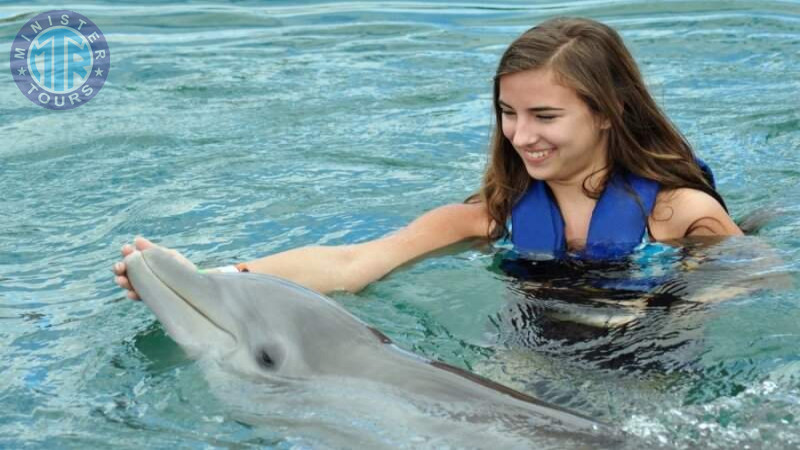 Swimming with dolphins in Istanbul0