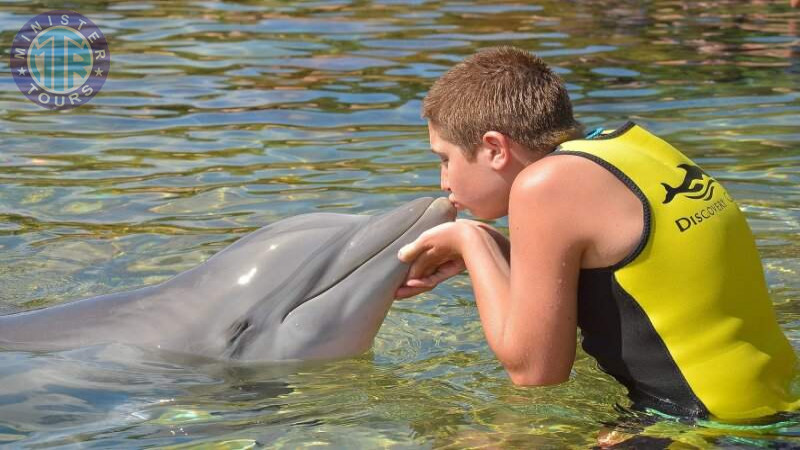 Swimming with dolphins in Istanbul4