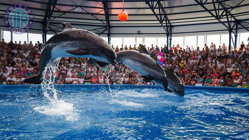 Dolphinarium in Kusadasi0