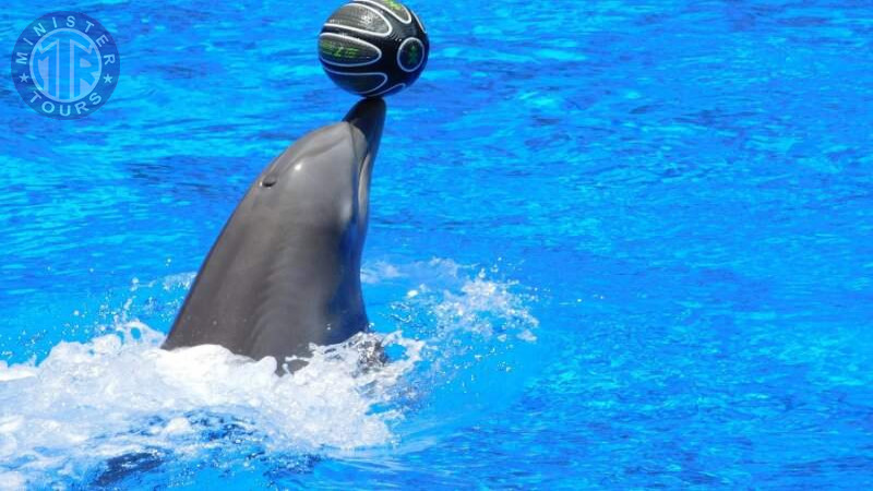 Dolphinarium in Kusadasi3