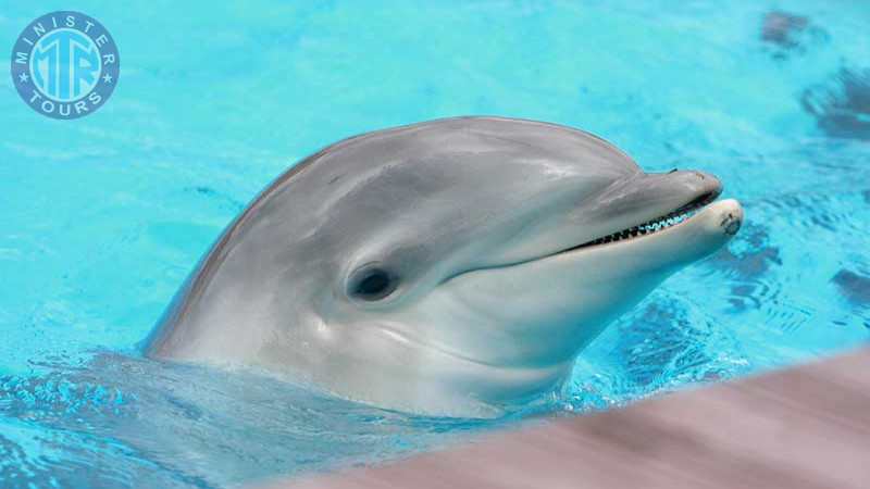 Dolphinarium in Kusadasi9