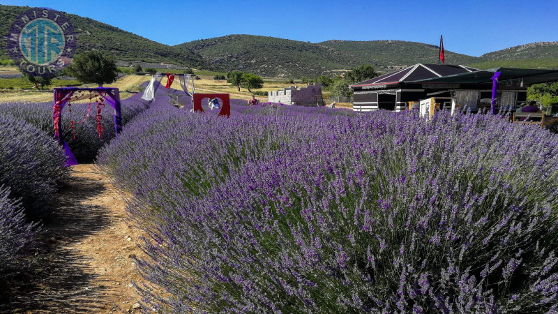 Lavender fields Kizilagac2