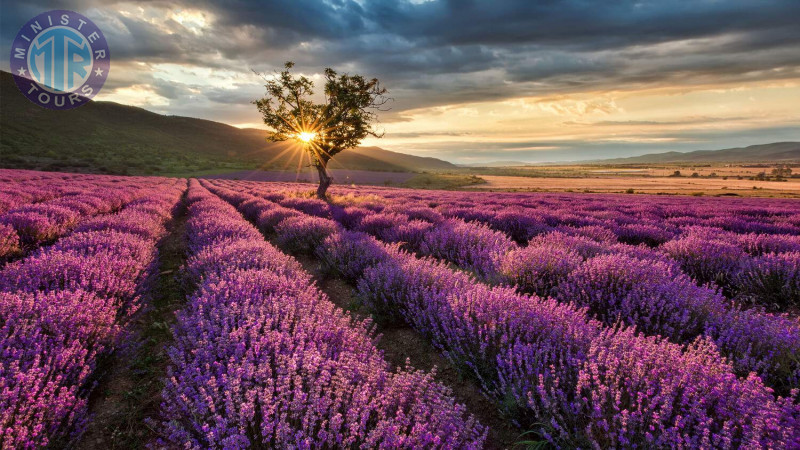 Lavender fields Antalya4