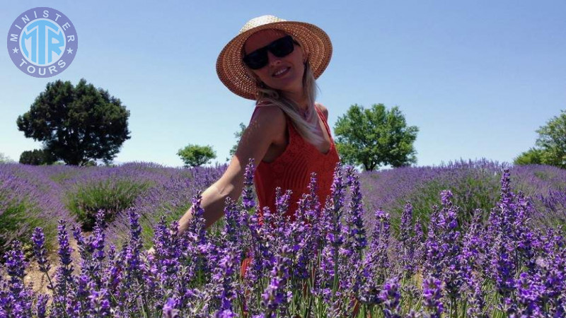 Lavender fields Antalya8