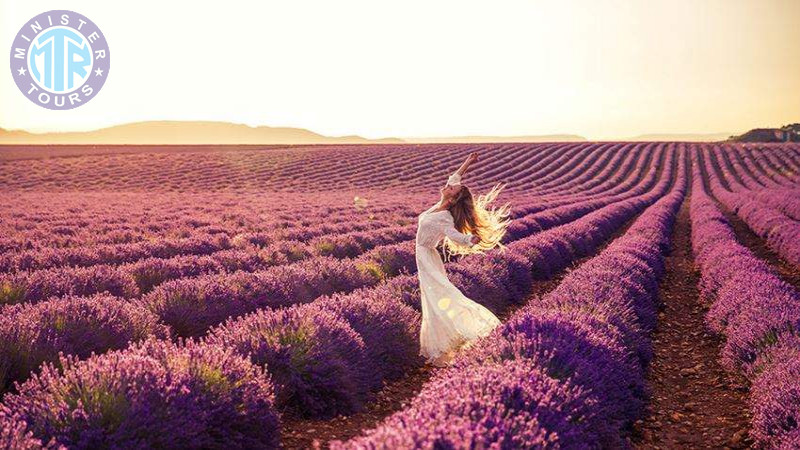 Lavender fields Kemer2