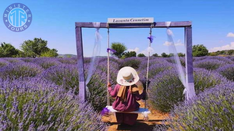 Lavender fields Kemer8