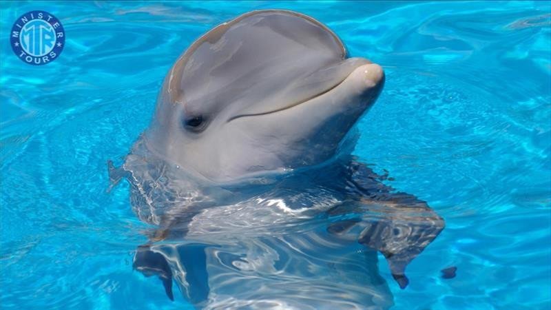 Antalya Dolphin show5