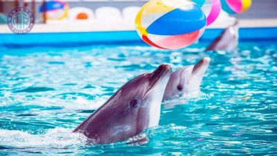 Dolphin show Izmir