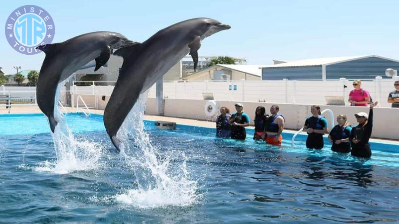 Dolphin show Izmir1