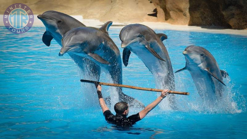 Dolphin show Izmir3