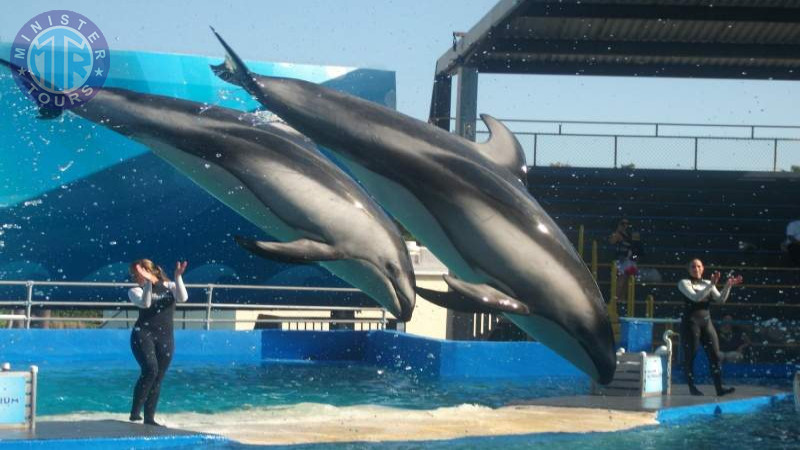 Dolphin show Izmir7