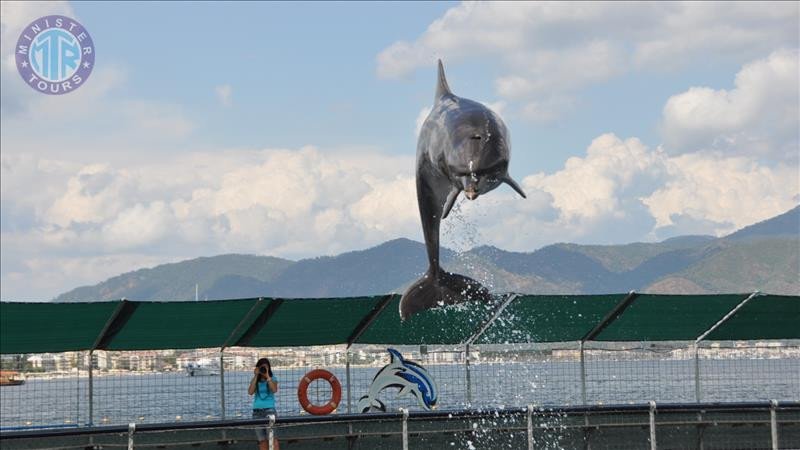 Dolphin park from Dalaman0