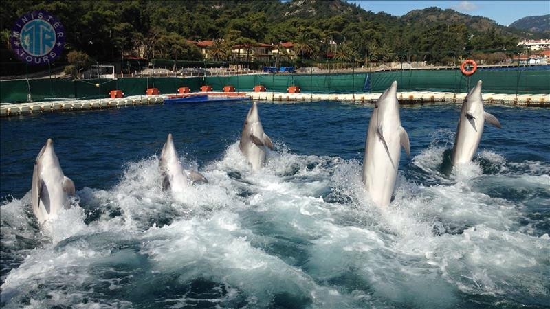 Dolphin park from Dalaman1