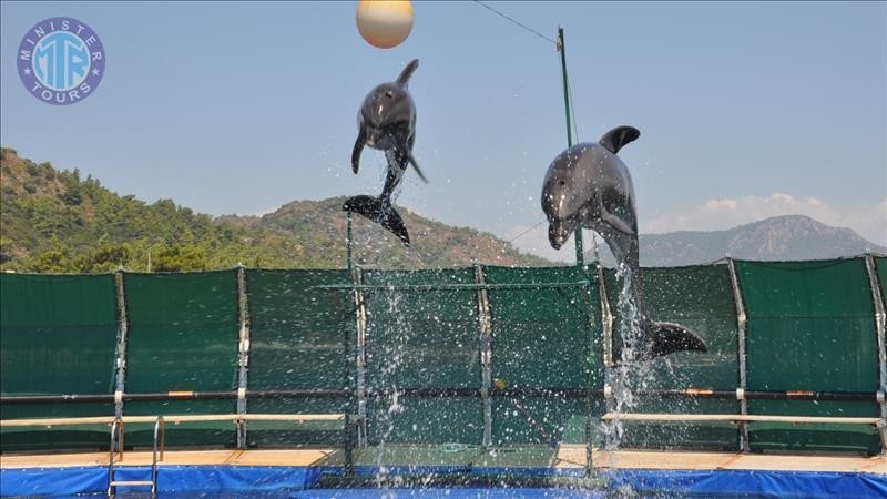 Dolphin park from Dalaman2