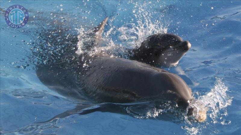 Dolphinarium Datca9