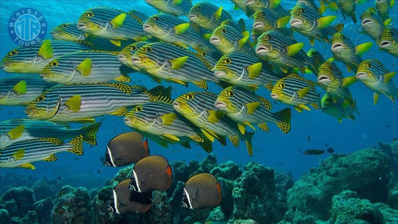 Snorkeling Tour in Turunc5