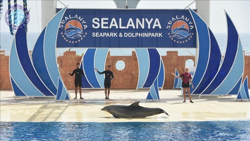 Dolphin park in Alanya3