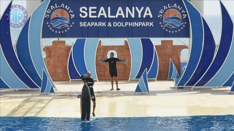 Dolphin park in Alanya5