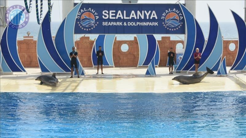 Dolphin park in Alanya6