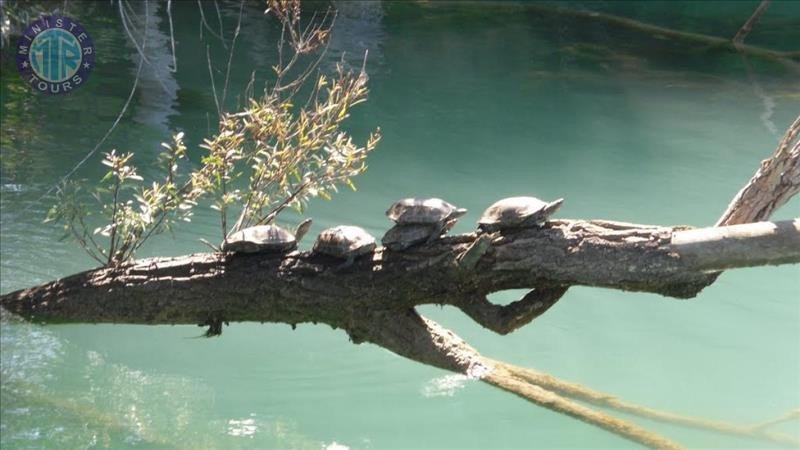 Avsallar to Manavgat river trip with boat1