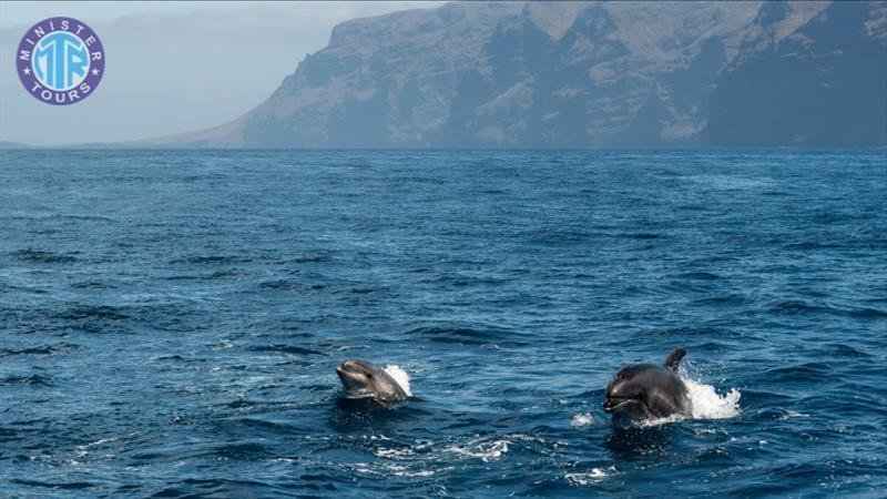 Dolphin island cruise from Colakli3